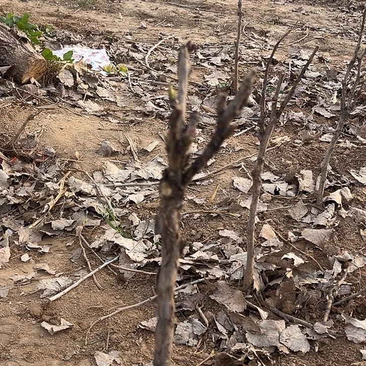 C***锵完全开放魏紫中颗