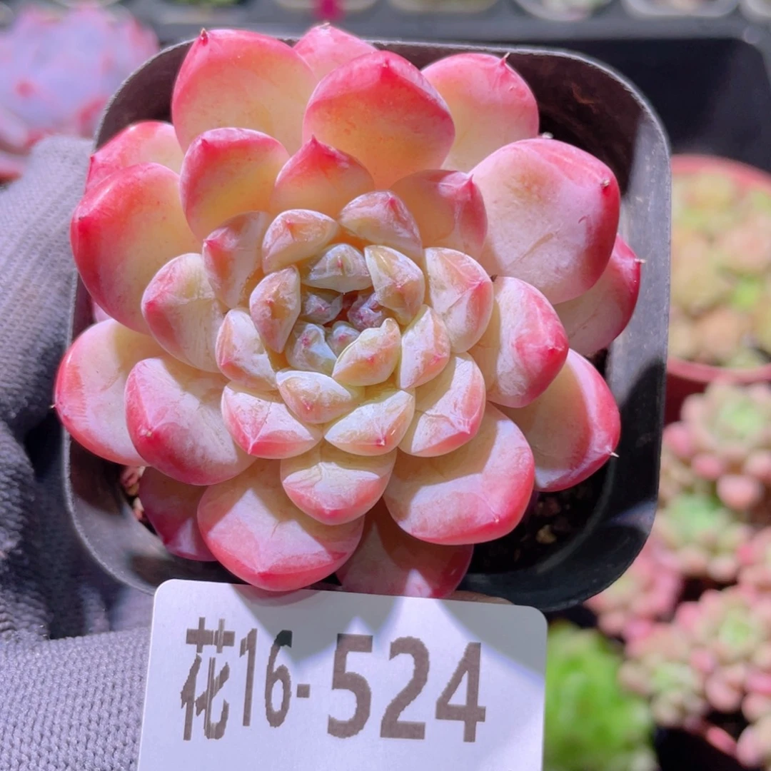 花利美16-524果汁