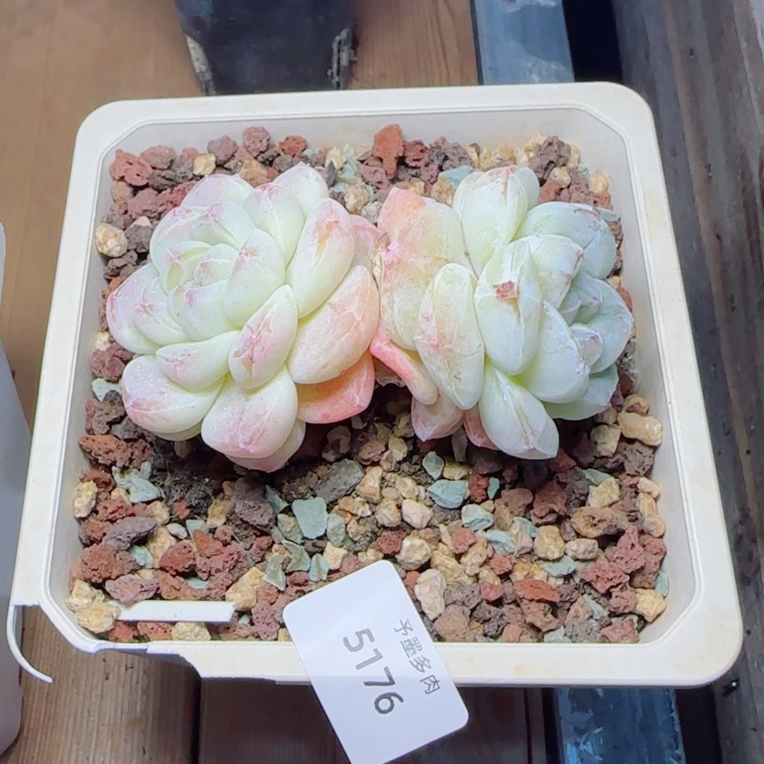 冰玉石化，5176多肉植物