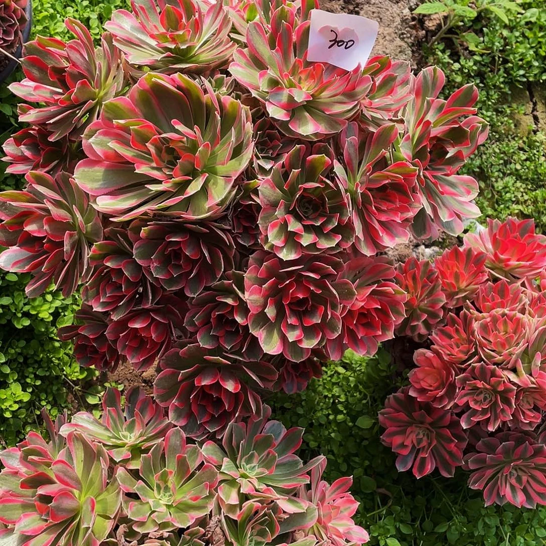 多肉法师300号花样年华发货不包损