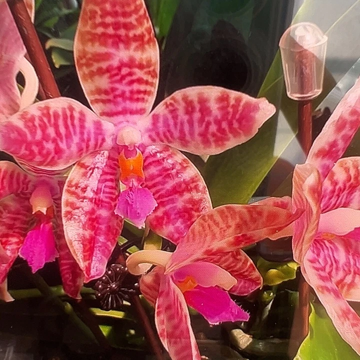 完全开放爪哇交路德