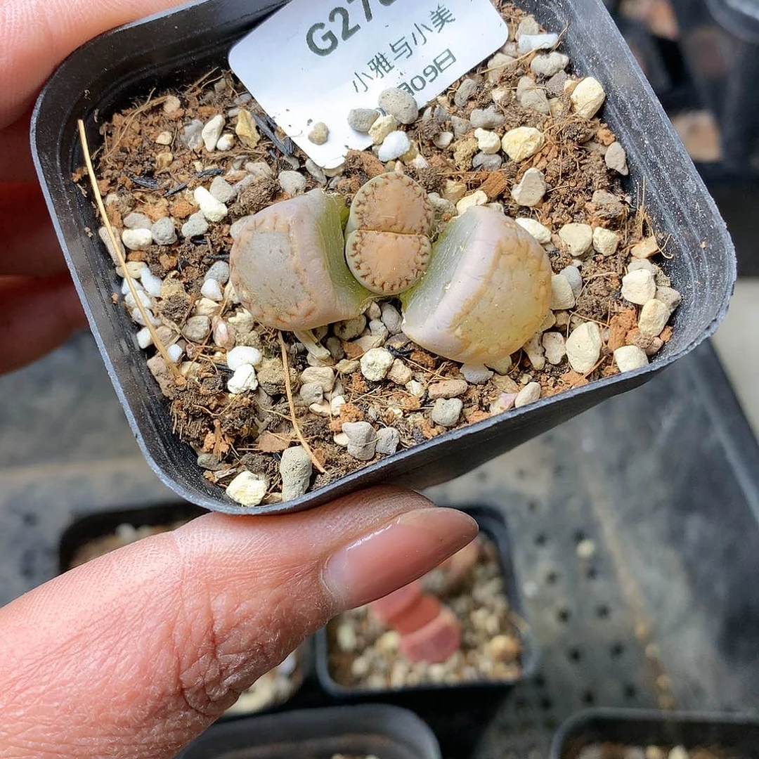 拒*G278多肉植物保护研究所