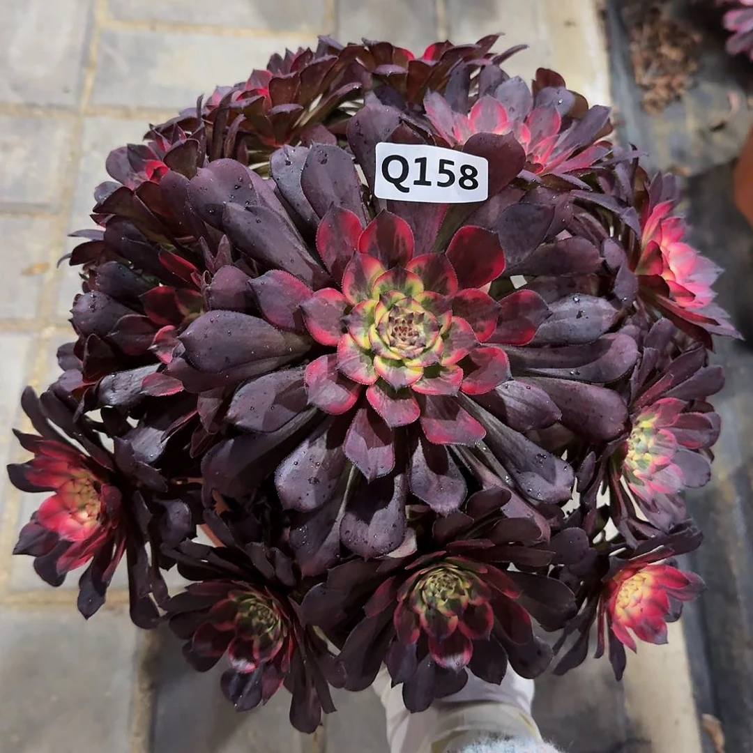 158烟，花44冠服27.8左右