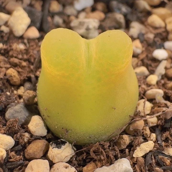 145 拉登x大葫芦。