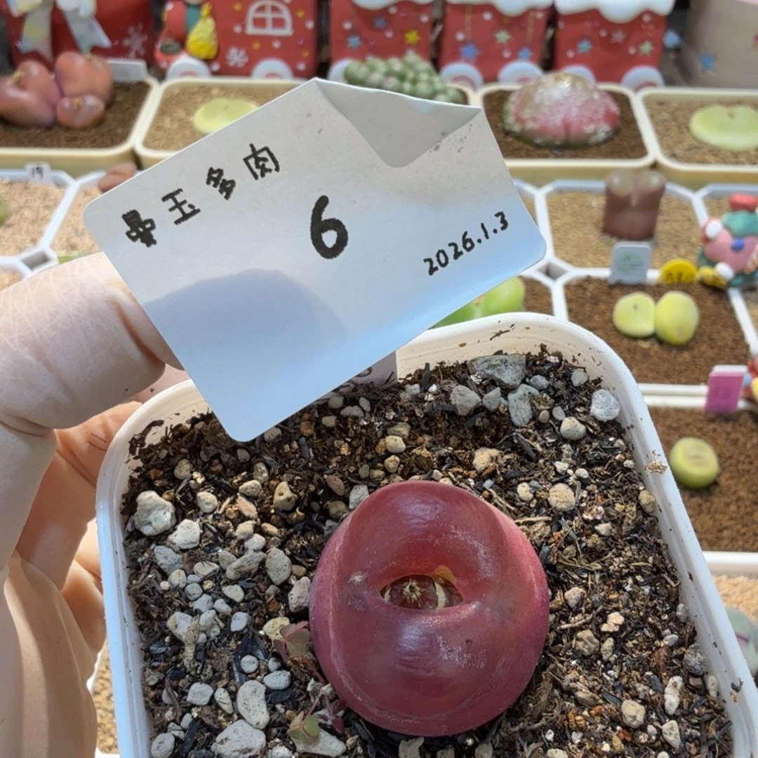 土***豆多肉多肉多肉1.3-006