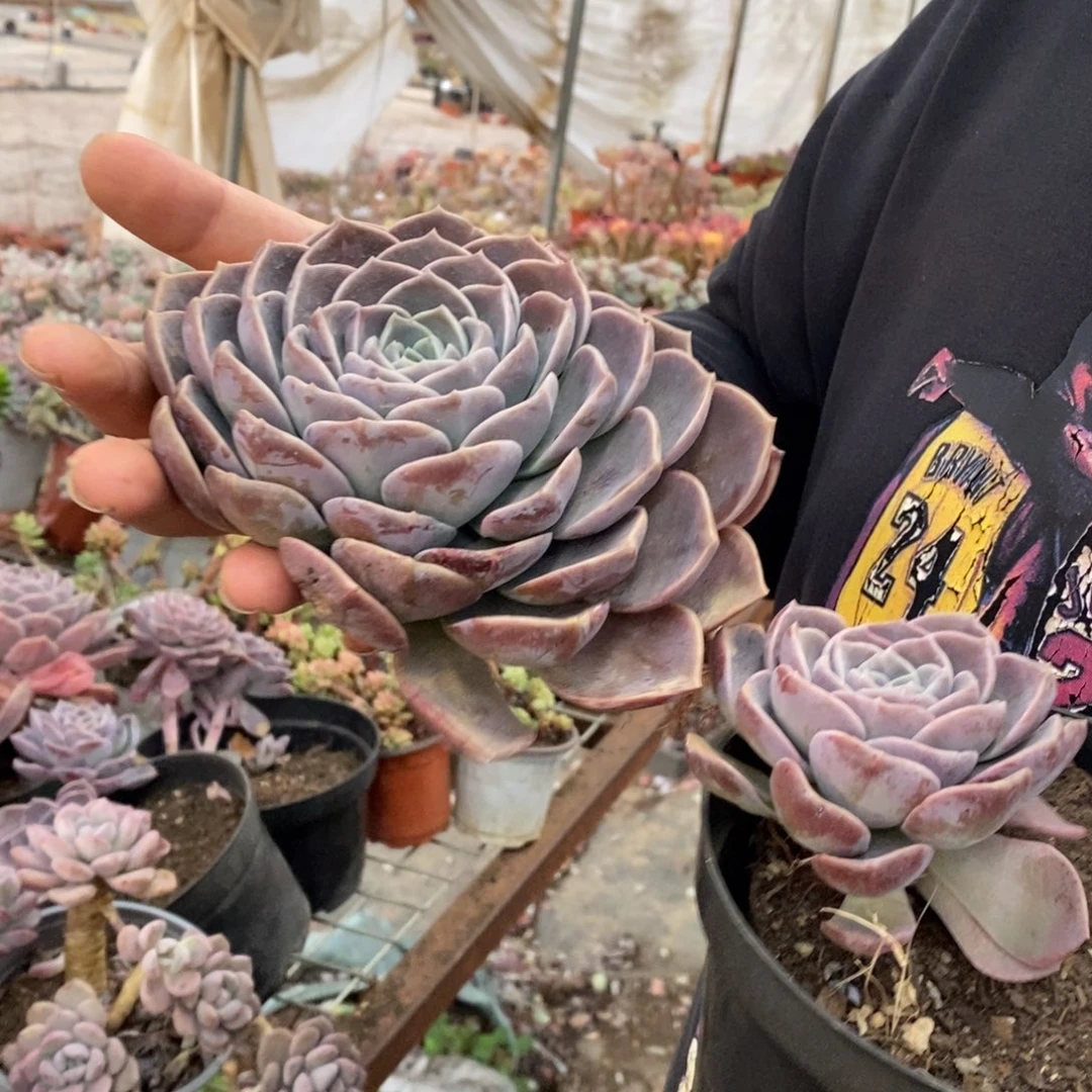 紫牡丹大单头带仔老桩