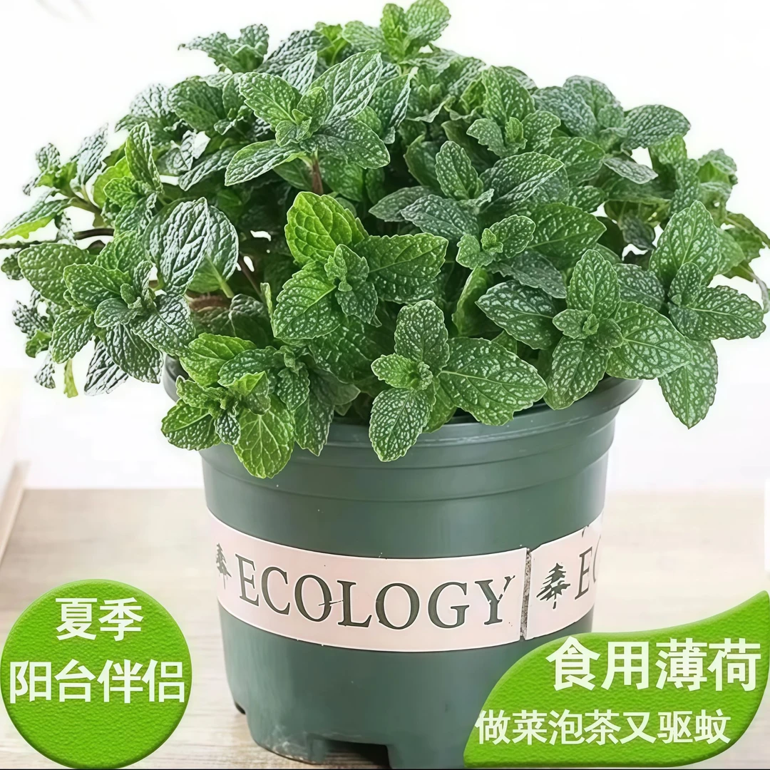 【驱蚊驱虫】可食用薄荷绿植净化空气卧室提神驱蚊阳台盆栽桌摆好养