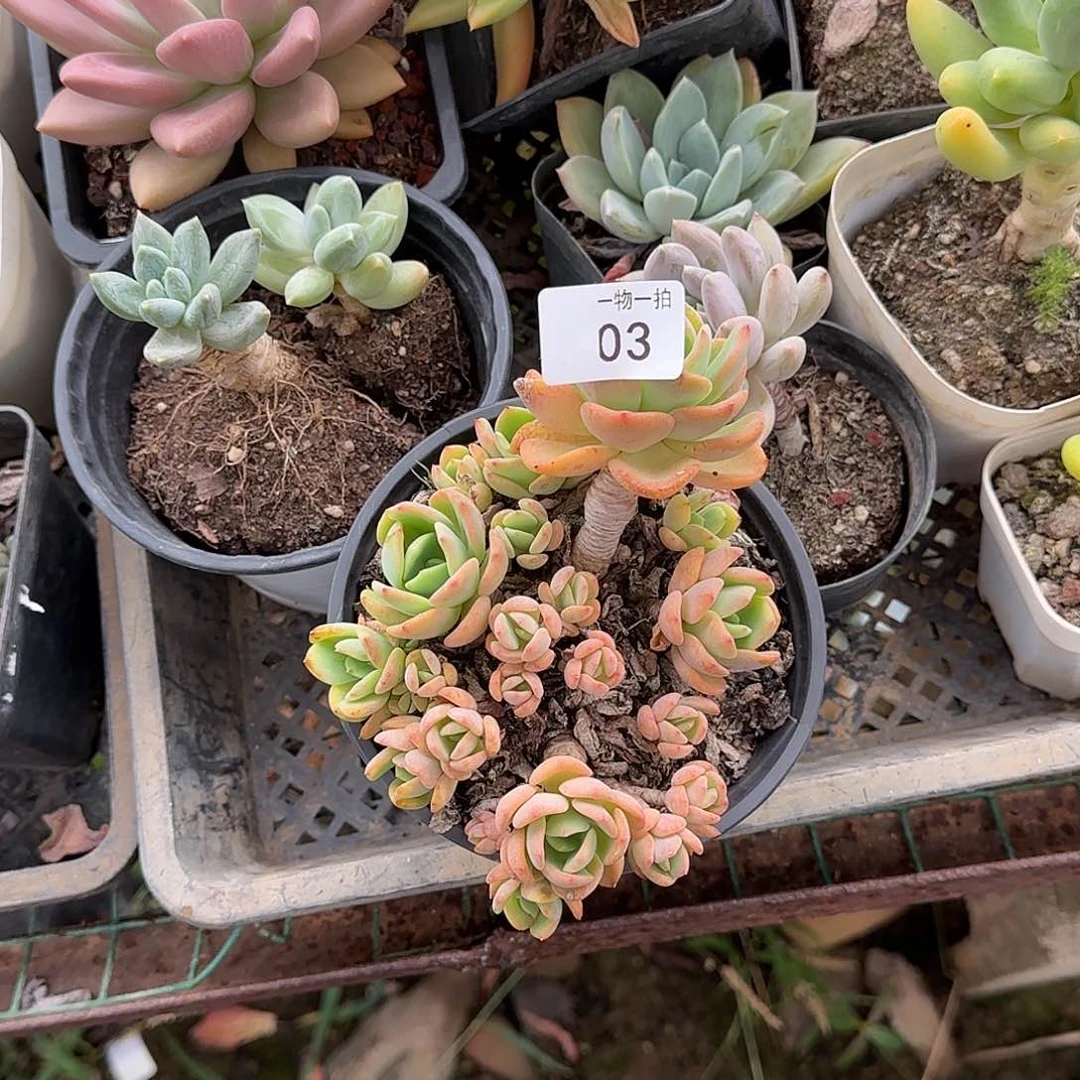 直*03号 一物一拍