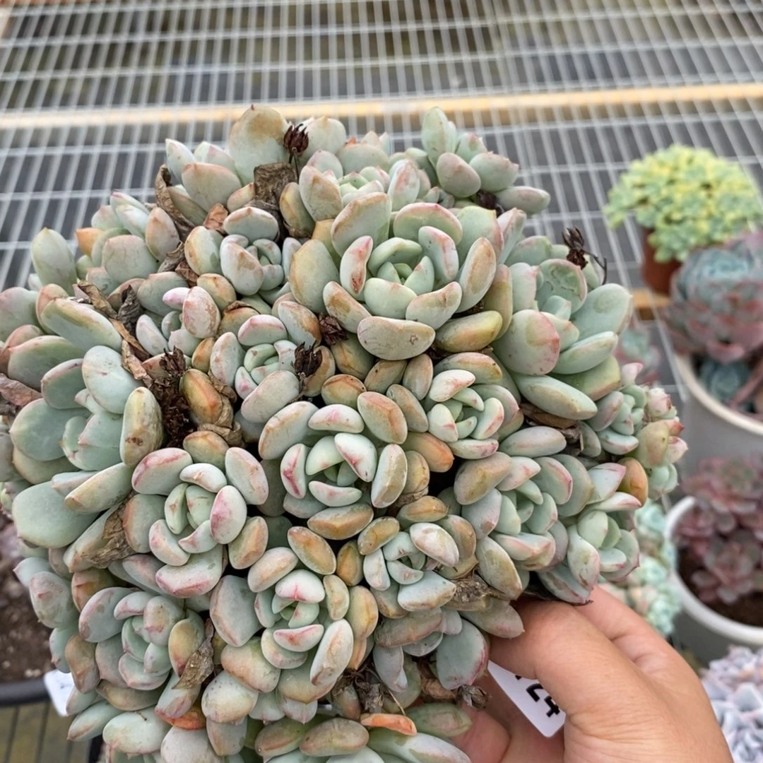 4724蜜桃格林一物一拍