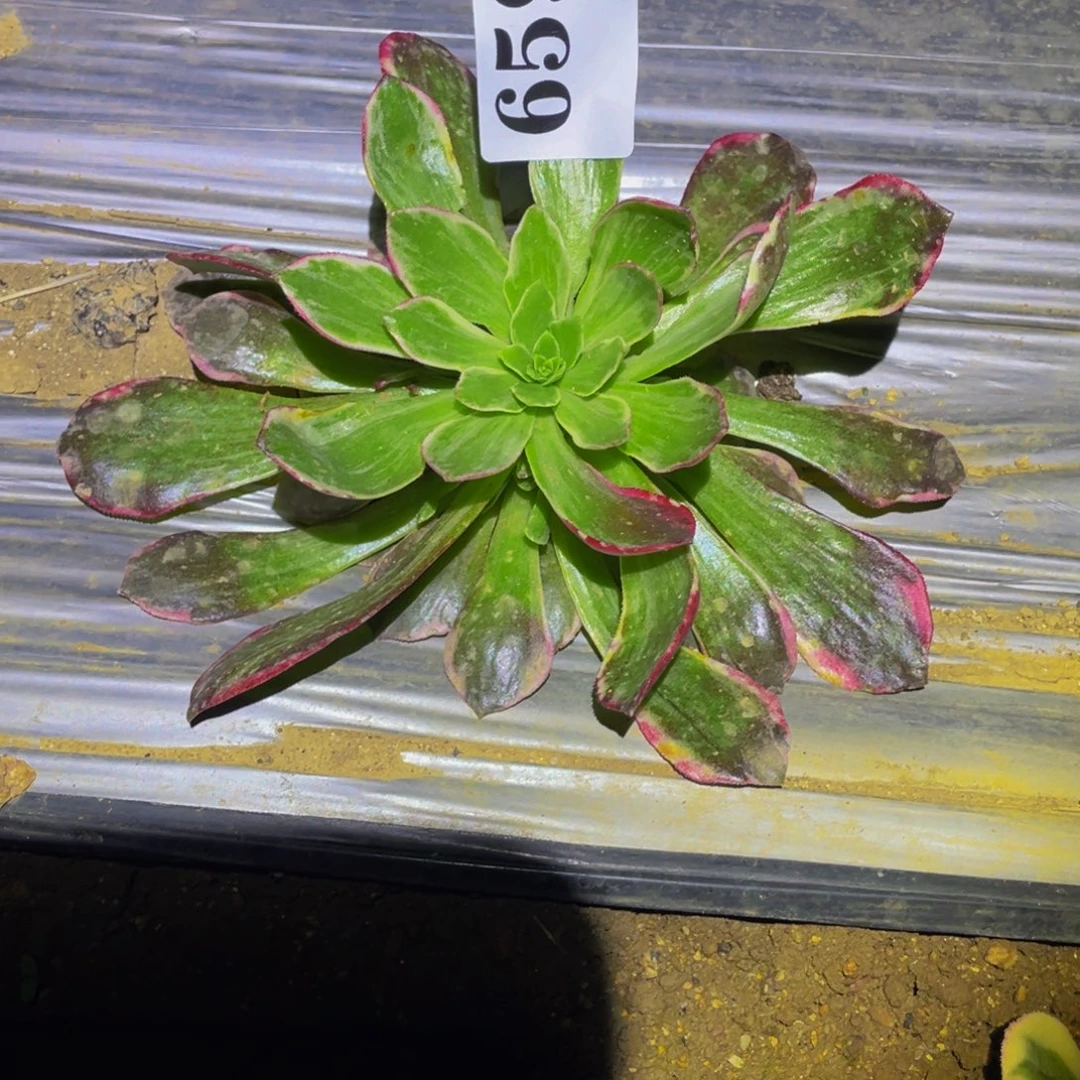 659黑体万花筒魔丸多肉植物