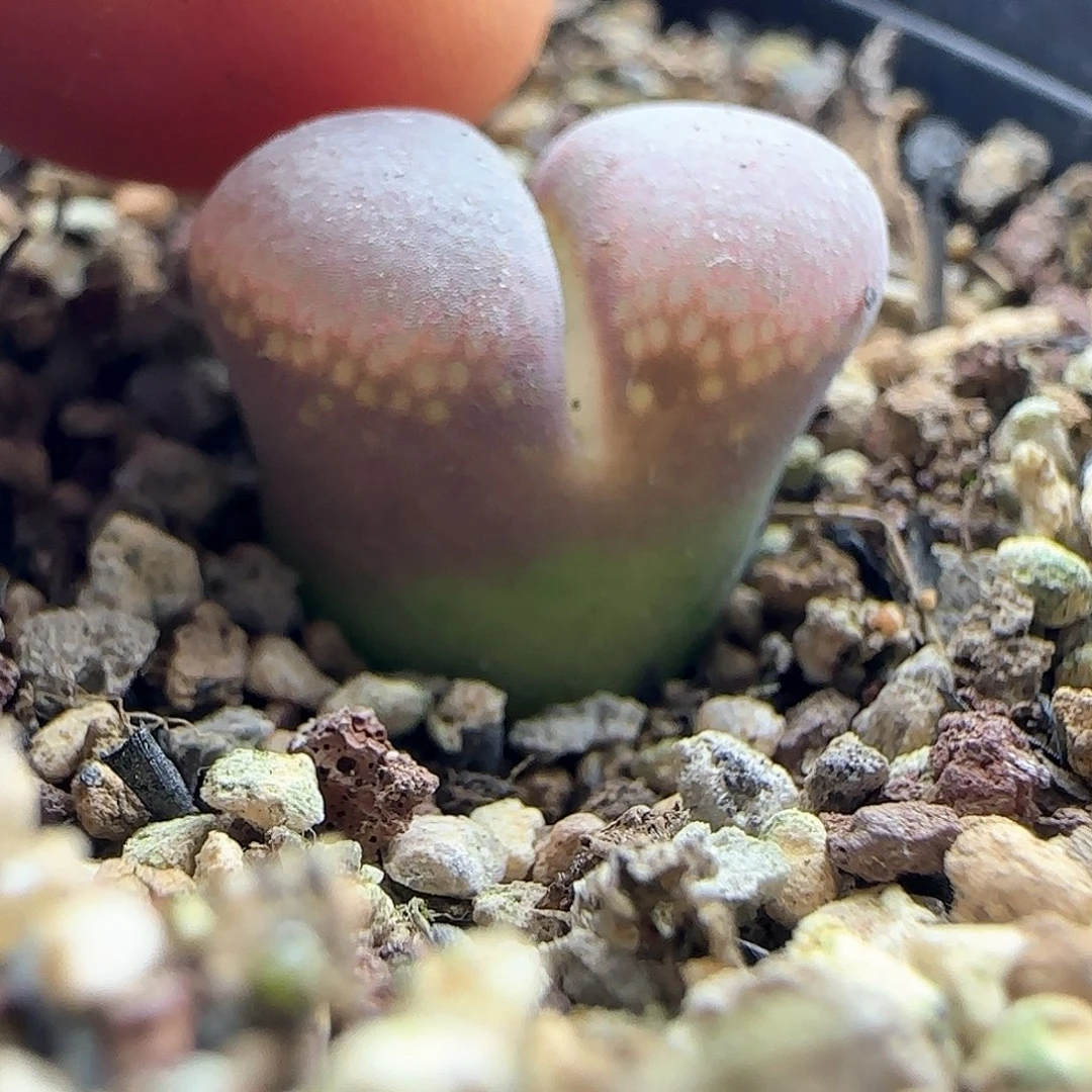 乔*脱土年后发货23898