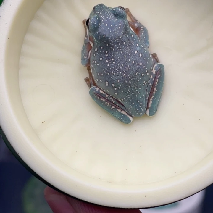 老爷树蛙15号紫蓝暴雪