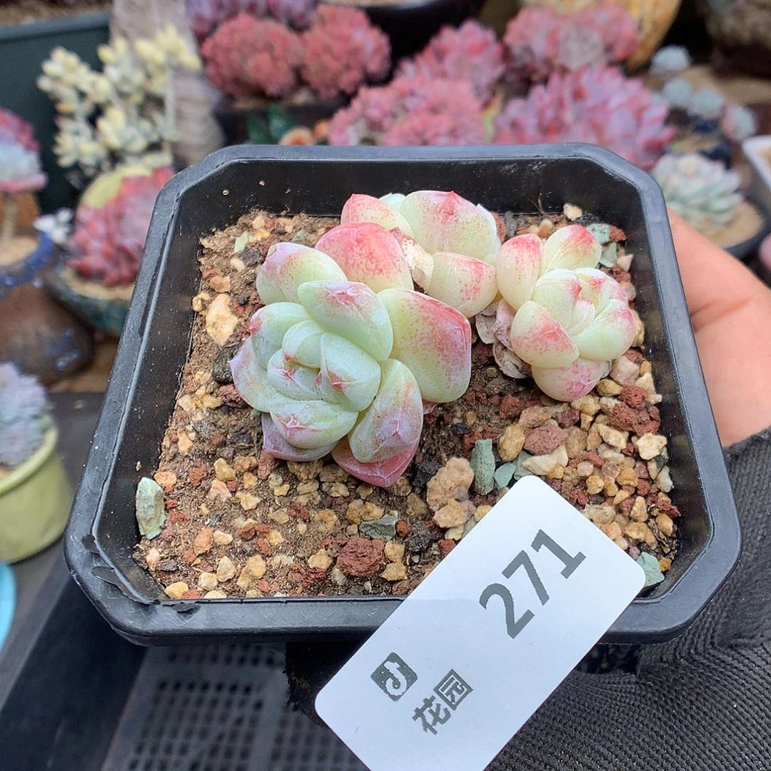 271冰玉多肉植物6666