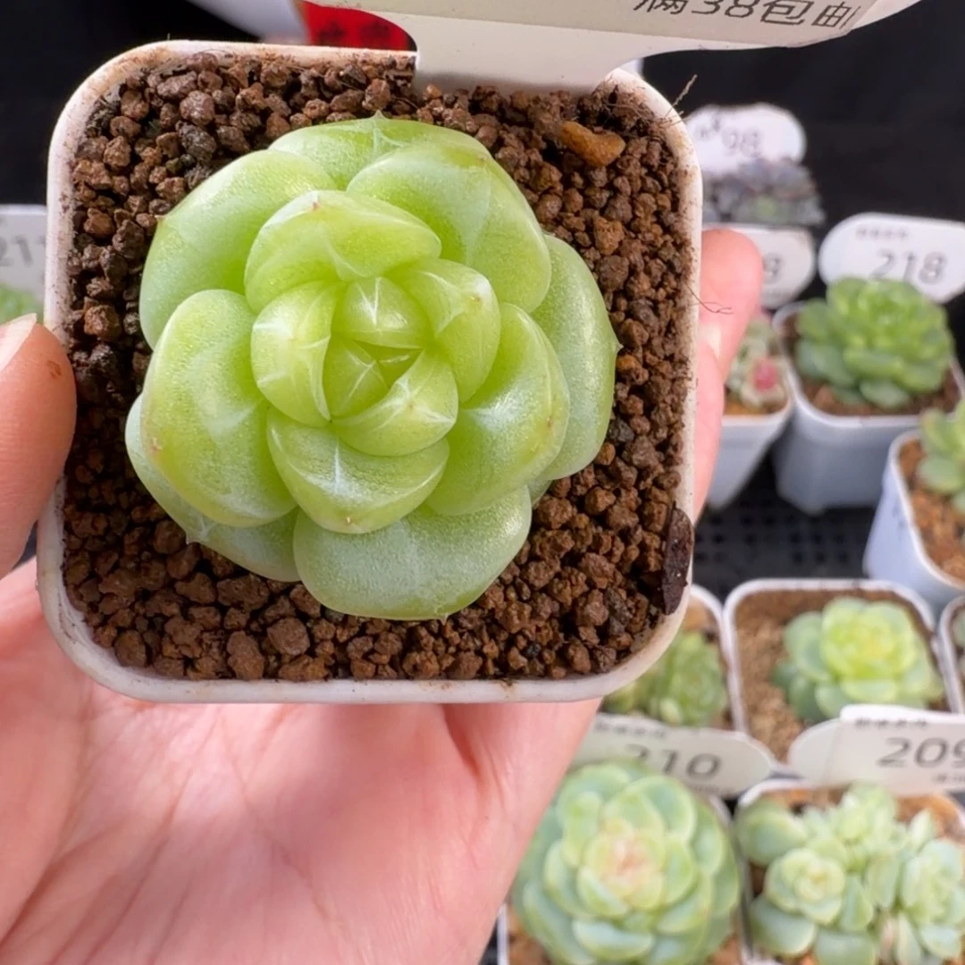 白葡萄酒珍妮219号