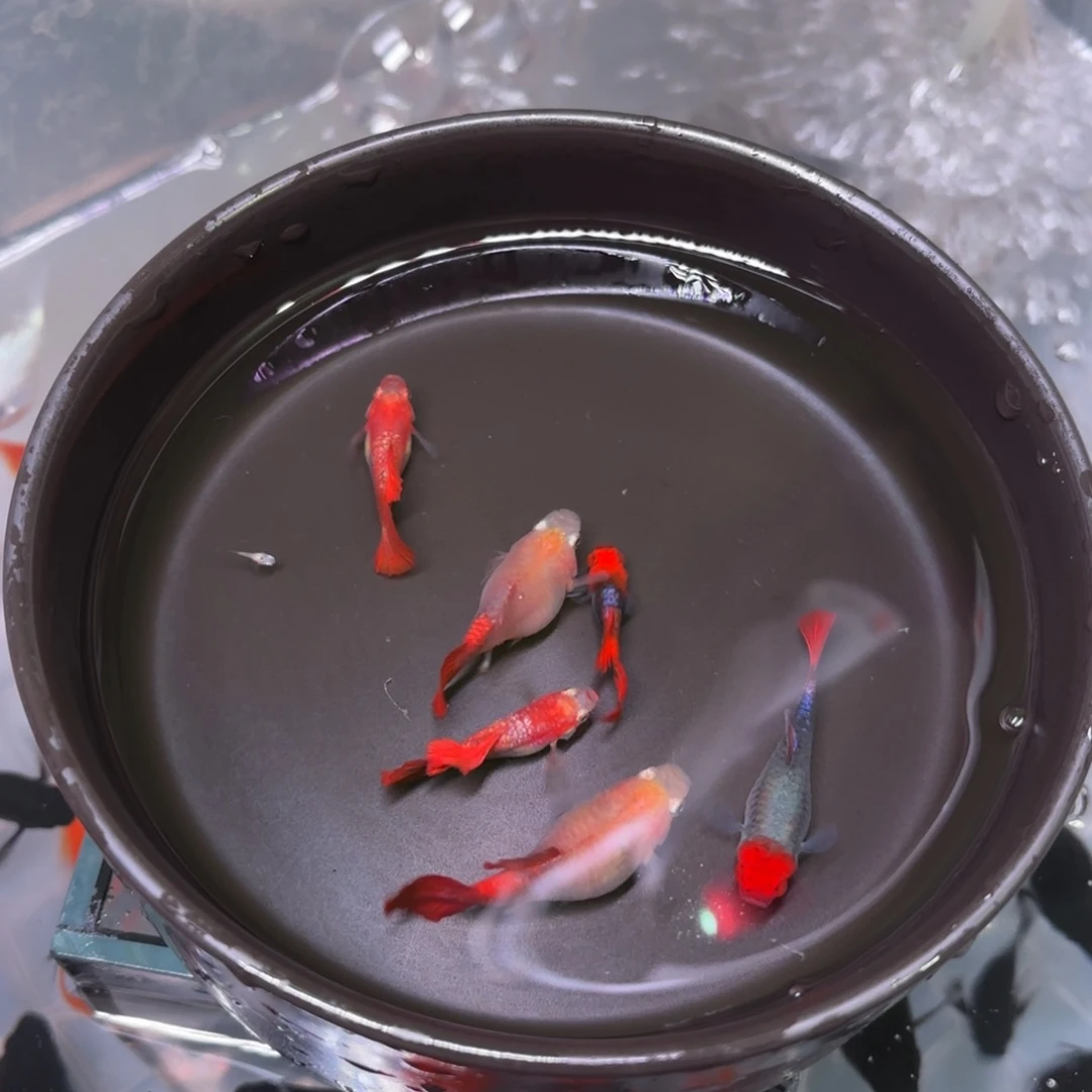 孔雀鱼黄爆球两对送一对深海蓝