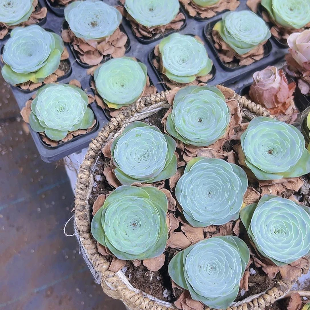 平底锅7盆带盆发货