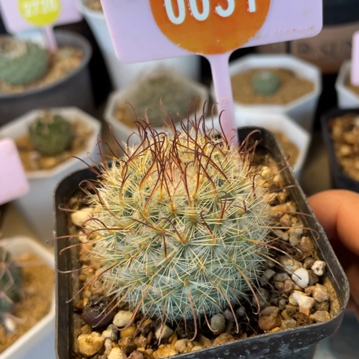 实生菲绣玉00310031