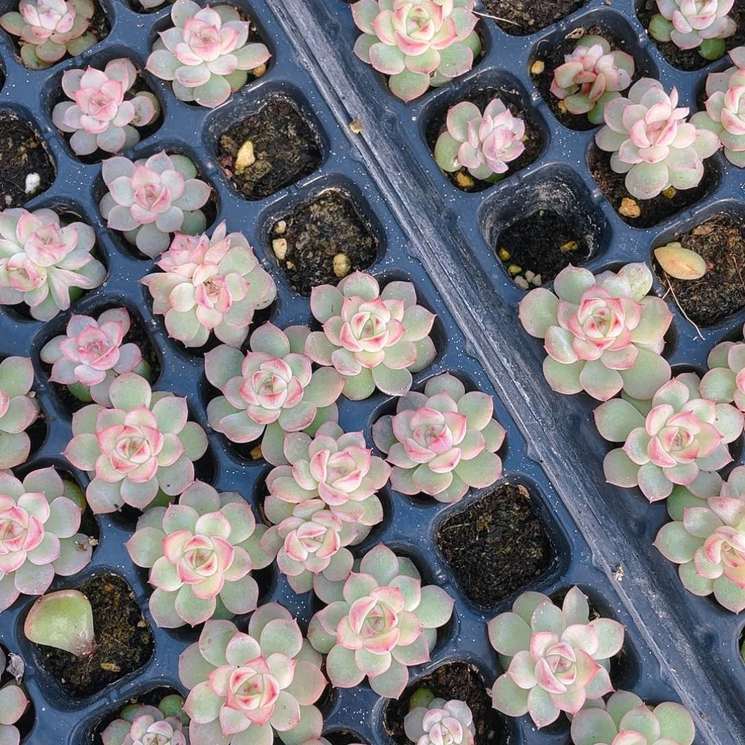 玉笛穴一个满25包邮