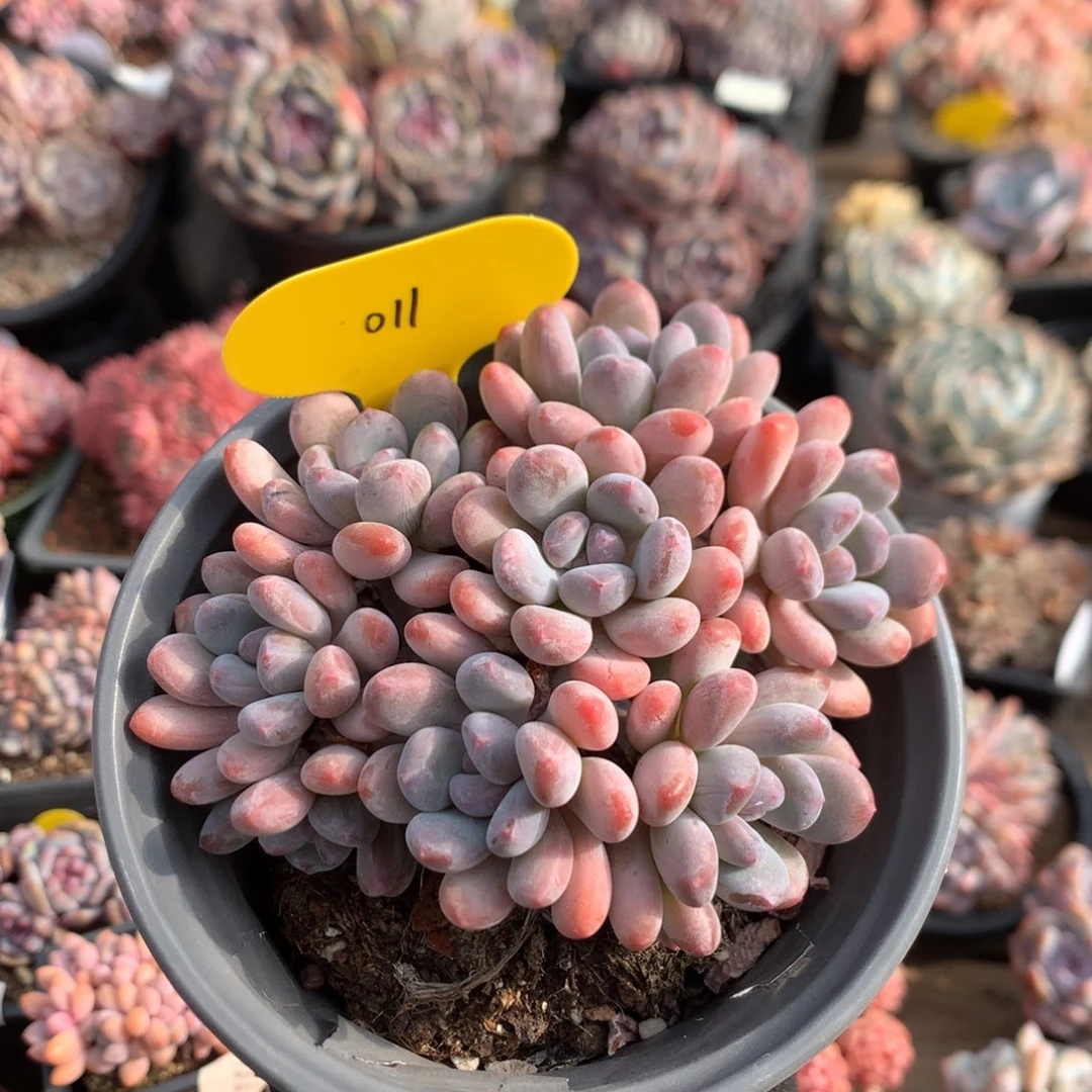 11厘米八头灯美人 011