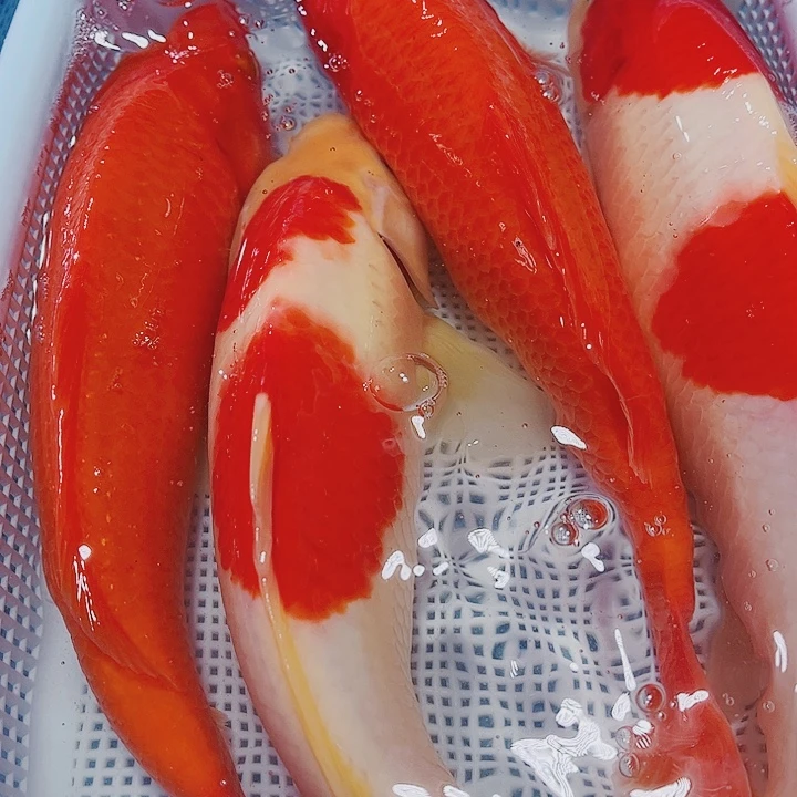 海水鱼锦鲤观赏鱼157