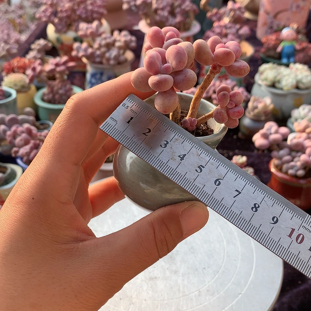 55号带盆偏远地区不包邮的