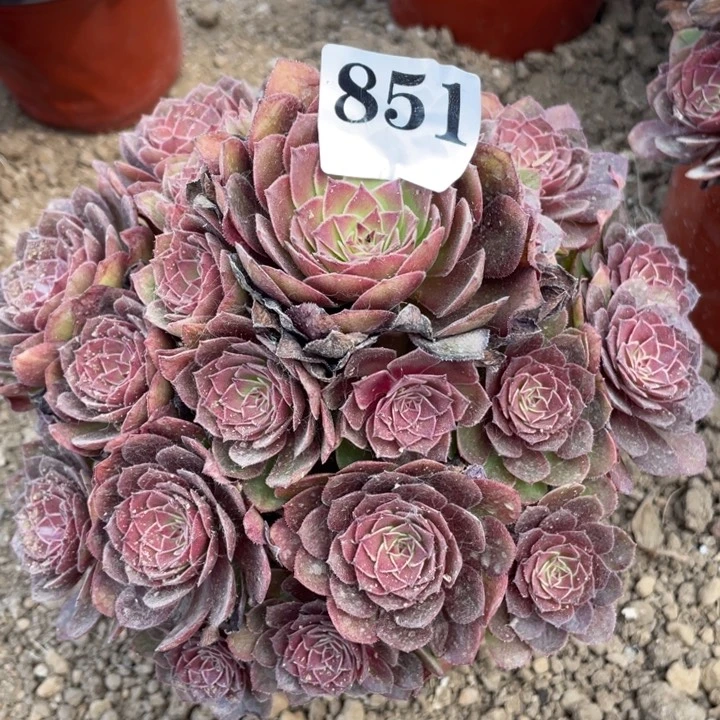 无花朵851多肉植物红魔