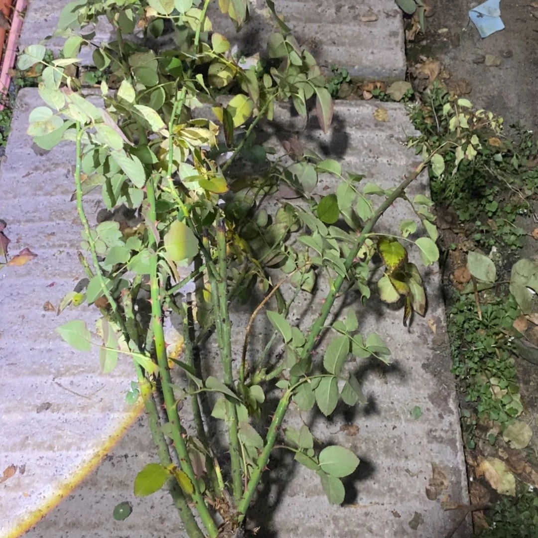 无花朵诺亚玫瑰大花浓香土球发货