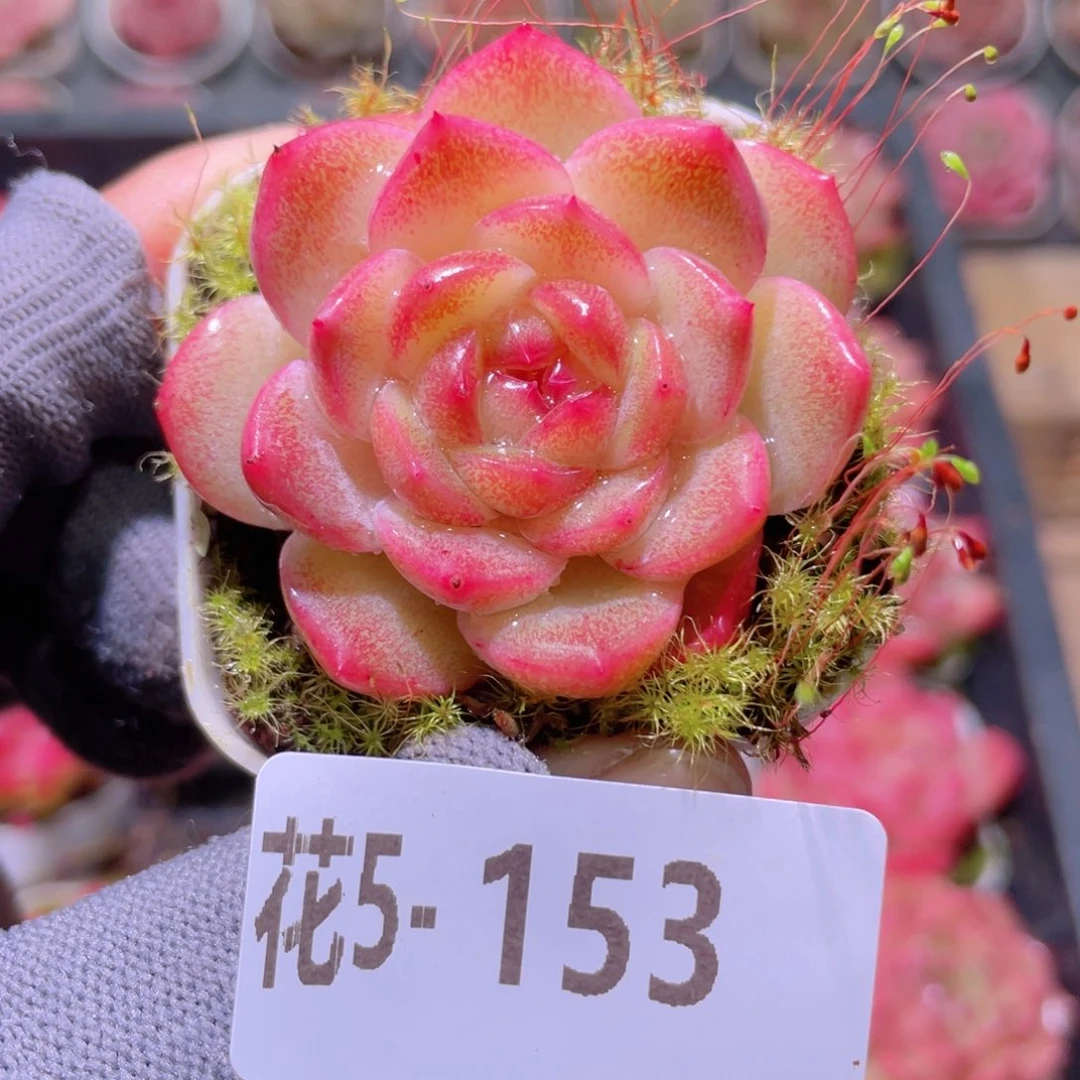 花利美 5-153福利珍妮