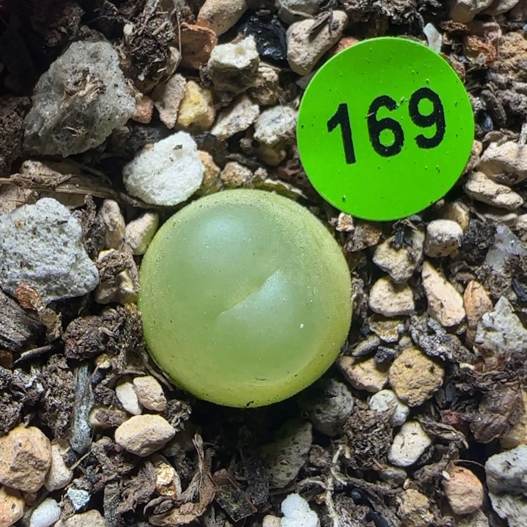 拉登1.2多肉植物169