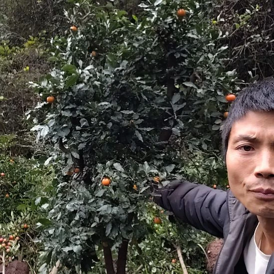 无花朵金弹子原生母