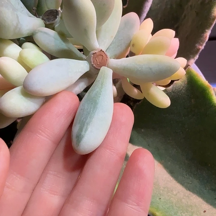汤圆锦白锦，拉丝锦叶子一片