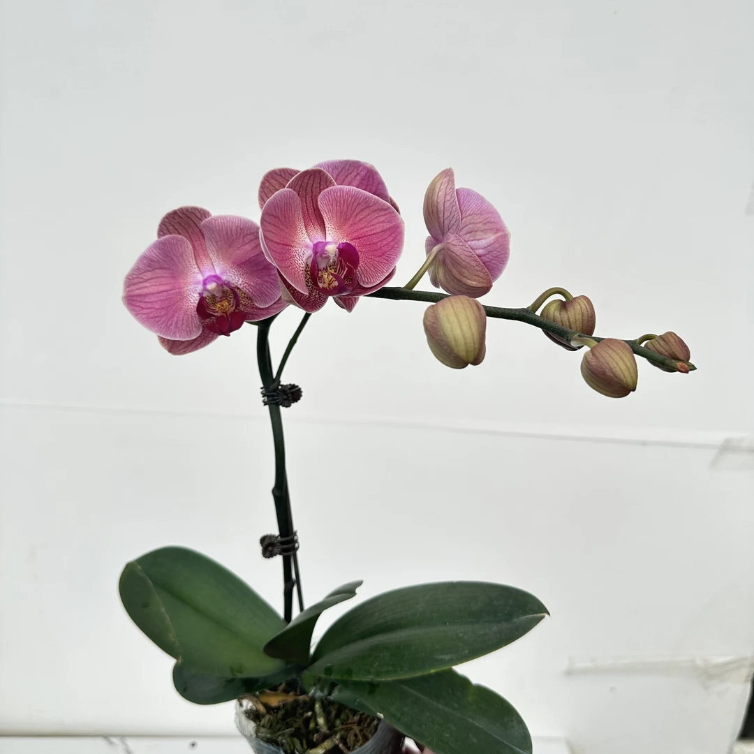 简馨优选【钜宝才子】-蝴蝶兰 组盆摆设客厅摆设种植基地发货1-1