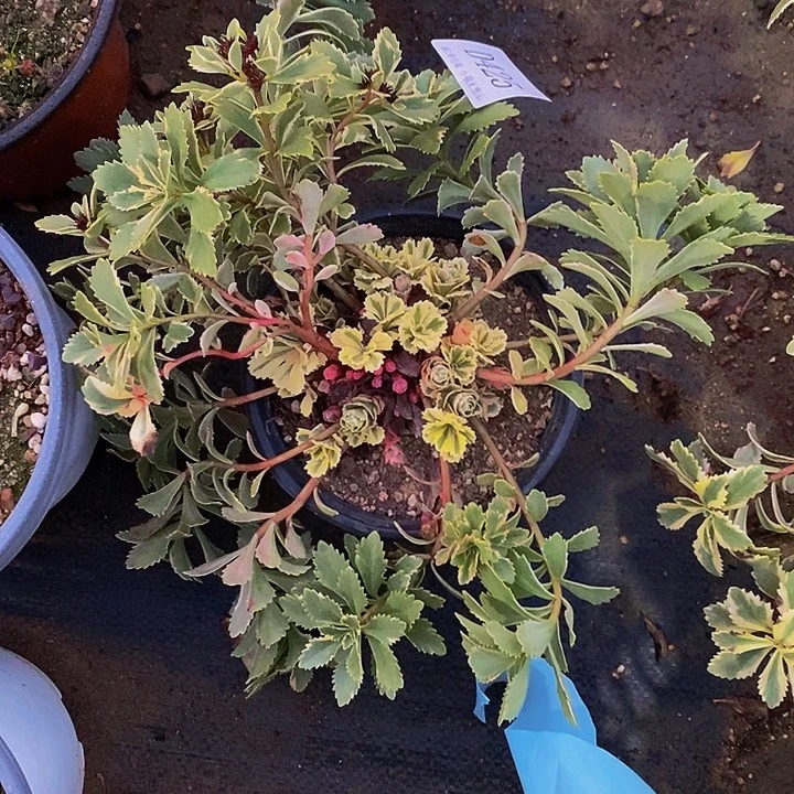 425亚特兰蒂斯多肉