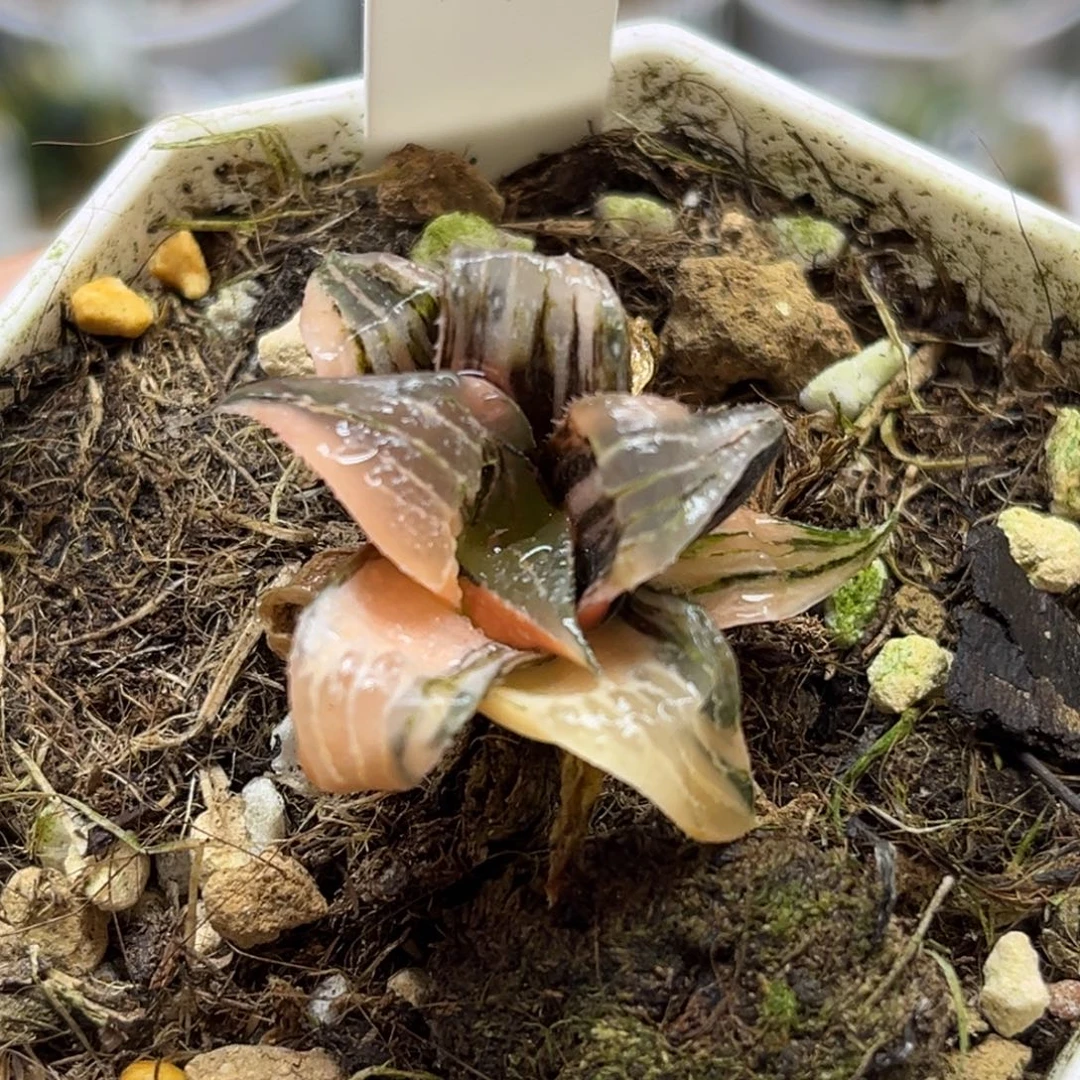 5pinky锦（根不好介意勿拍）福利专场