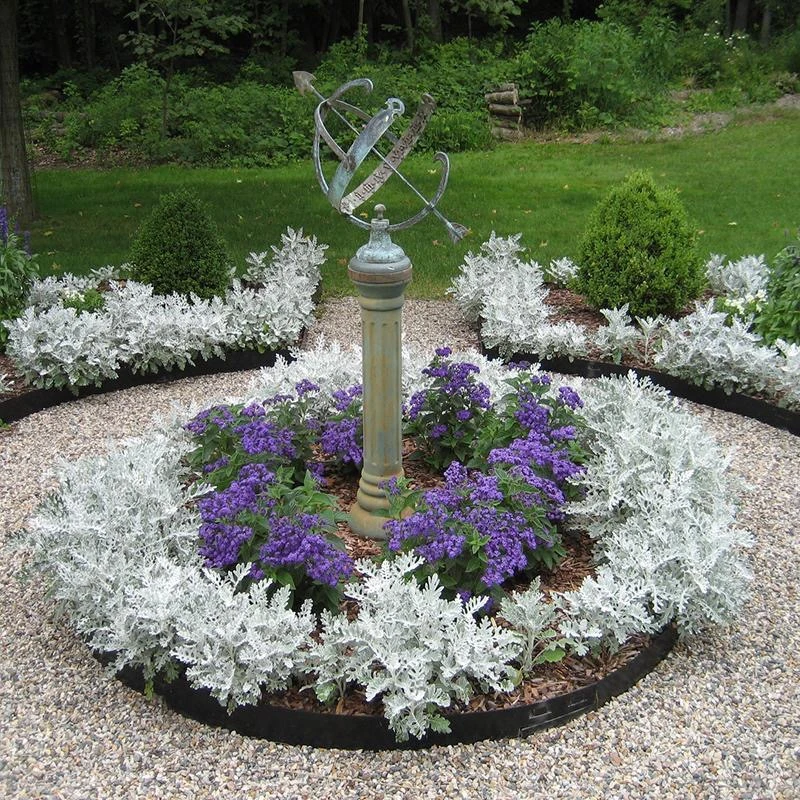 银叶菊盆栽 冬季室外阳台庭院花园耐寒耐冻植物花镜调色观叶花卉