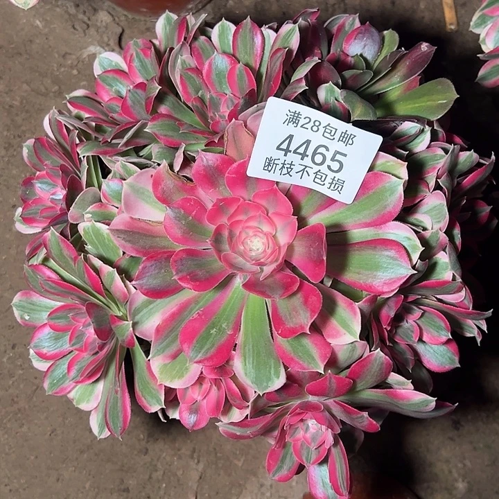 4465红女郎多肉植物