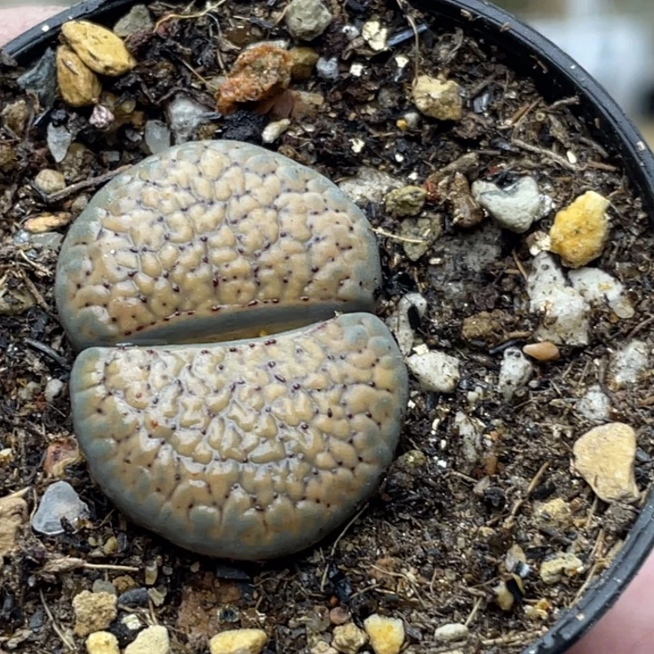 576血点潮贡母本2.4cm