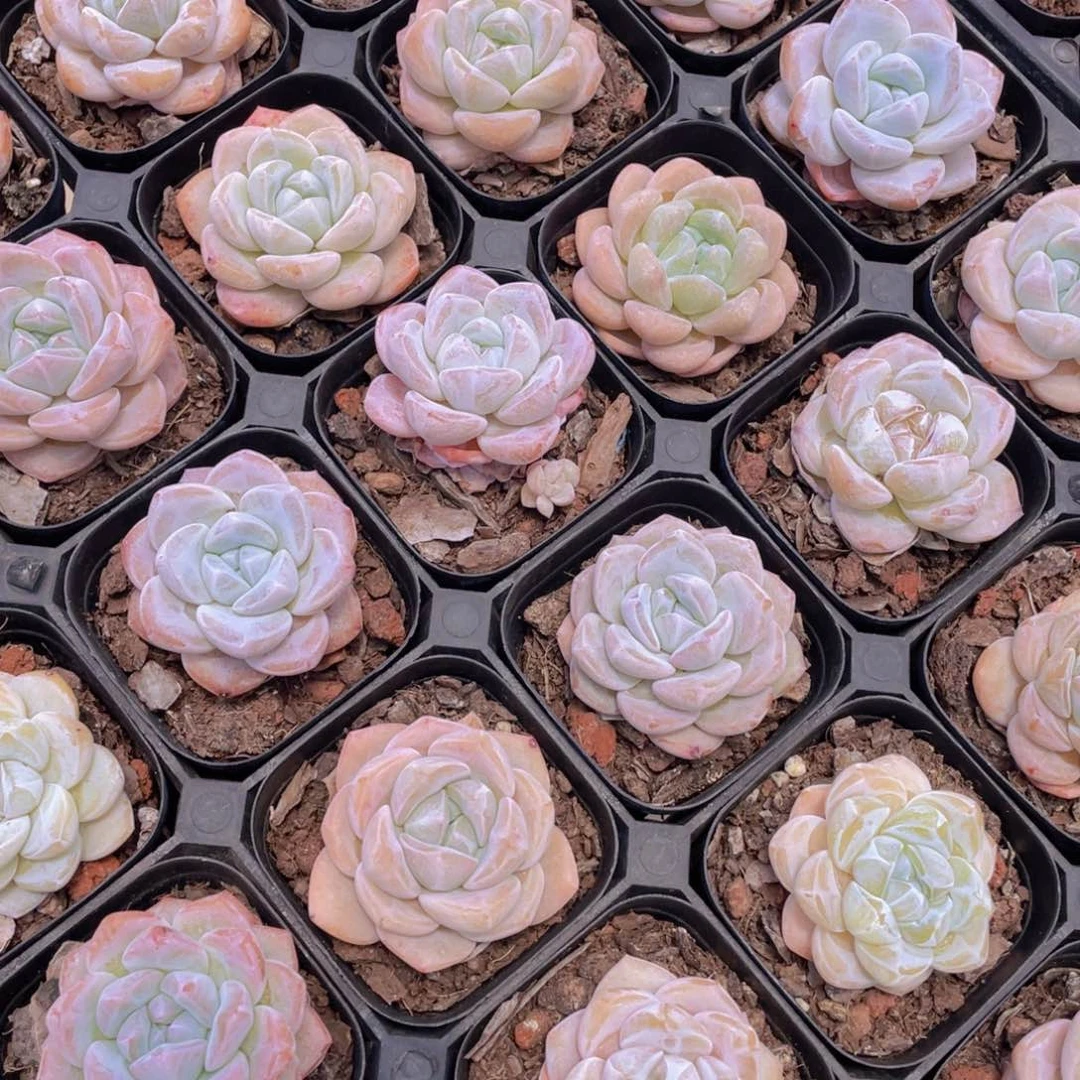 1479号 肥胖奶油大白兔单头2个