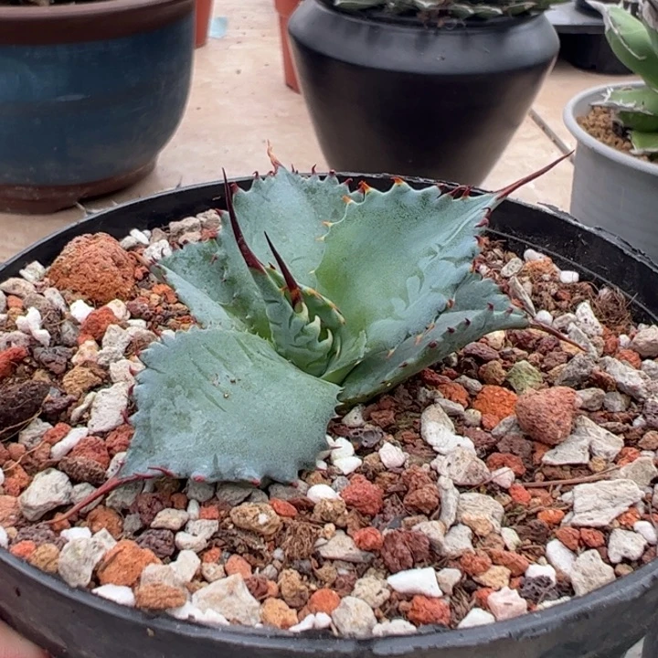 小恶魔龙舌兰一物一拍