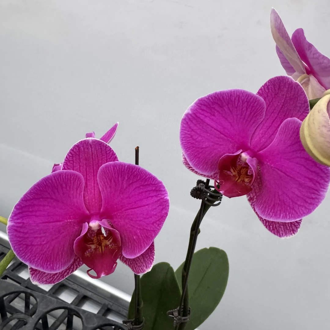 博美佳选【恭喜发财02】蝴蝶兰  花期长 好养活