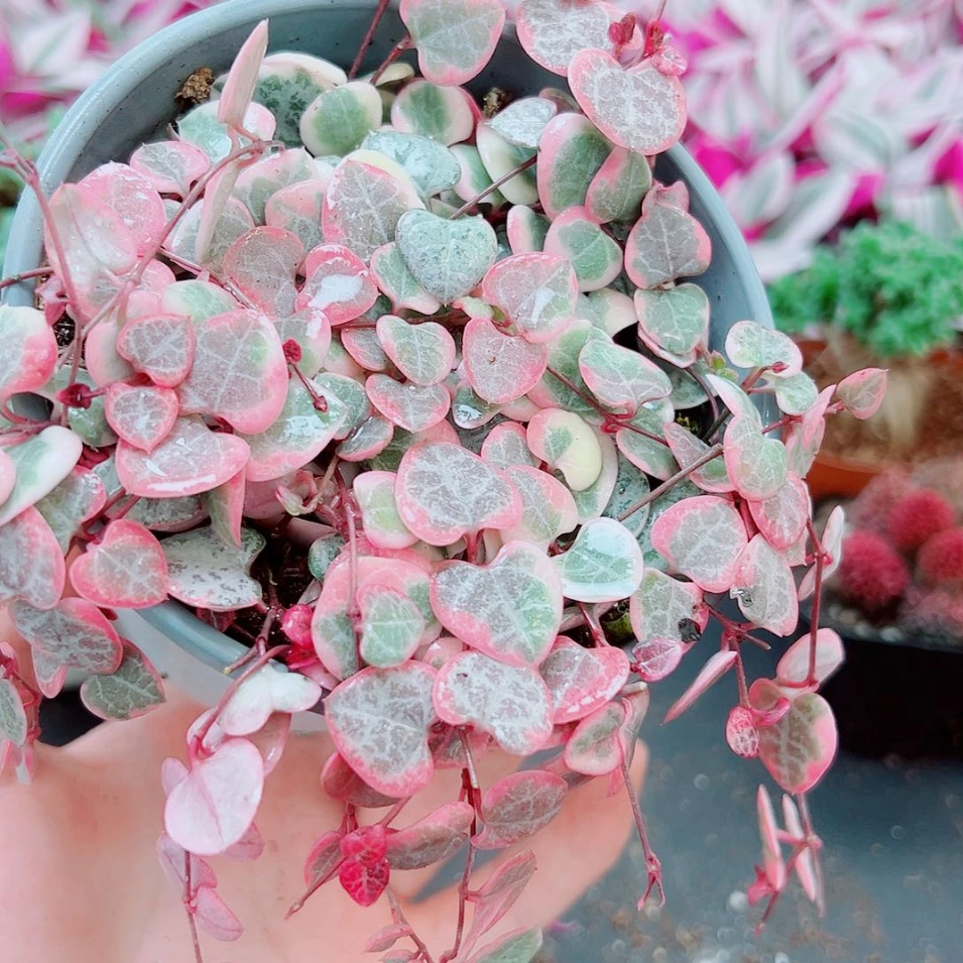 爱之蔓锦11111111111