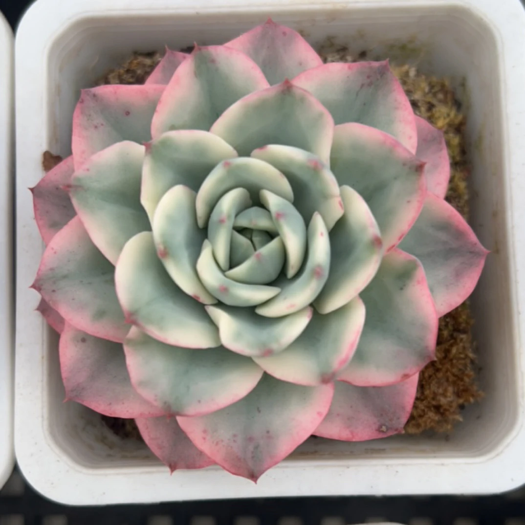奶油黄桃老桩多肉植物