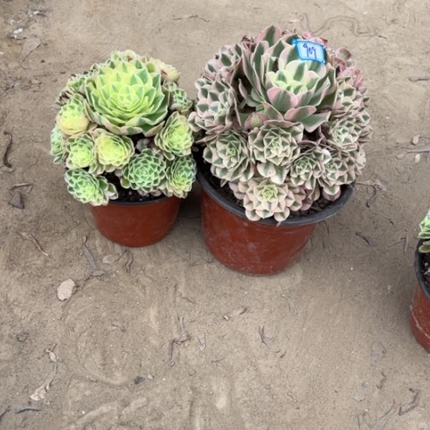 909多肉植物组合,