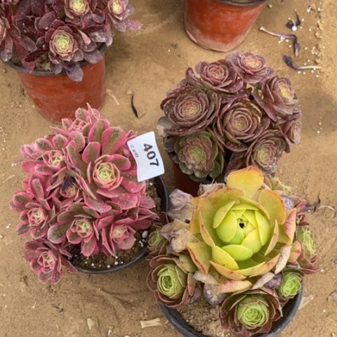 三颗法师一物一拍