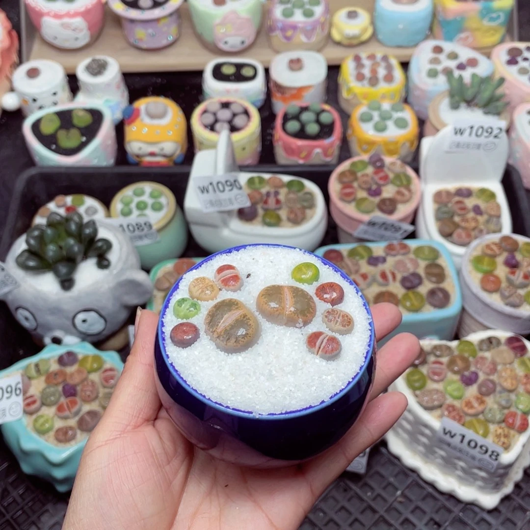 w1101 -零下地区拍保温箱-15支持寄养