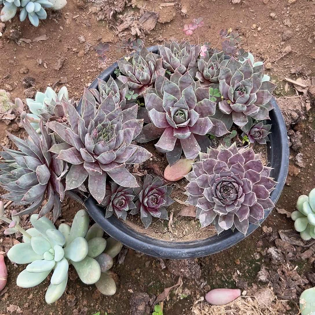 夏***糖多肉植物多肉植物