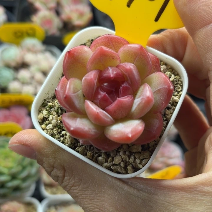 正版琴心单头4767