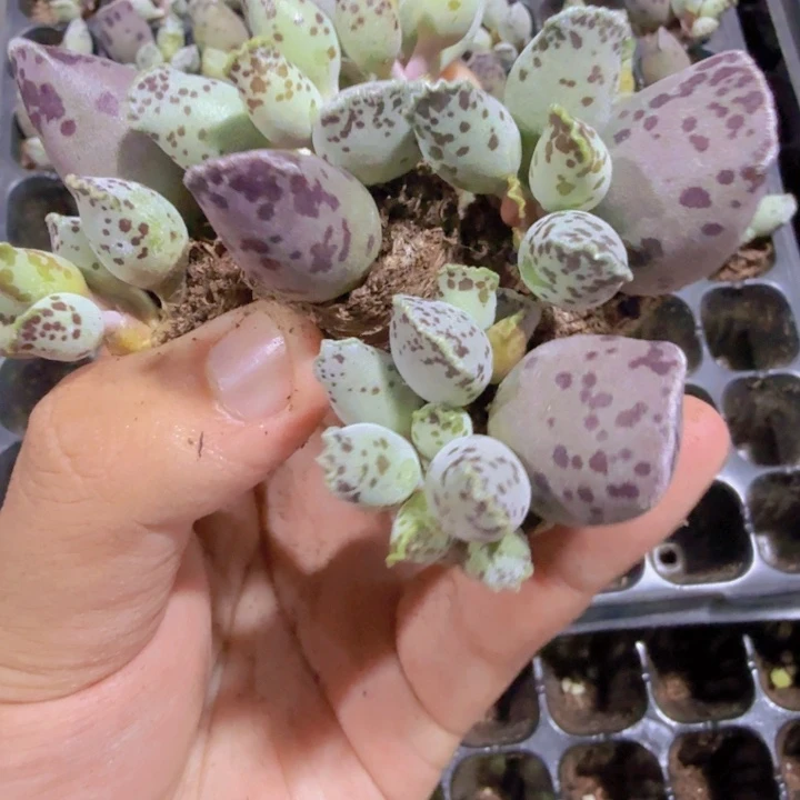 丸叶海豹五颗一组