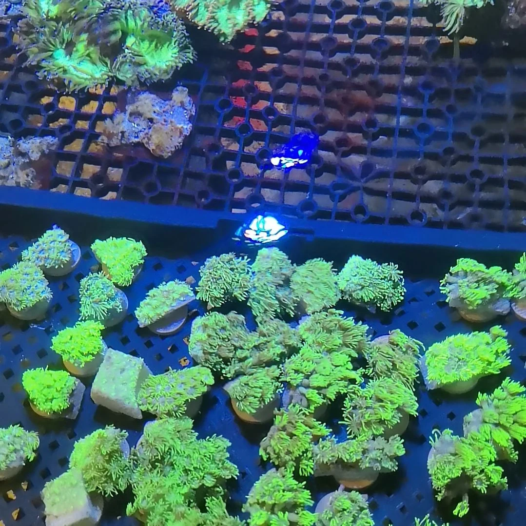 草皮珊瑚宝石花三盘99