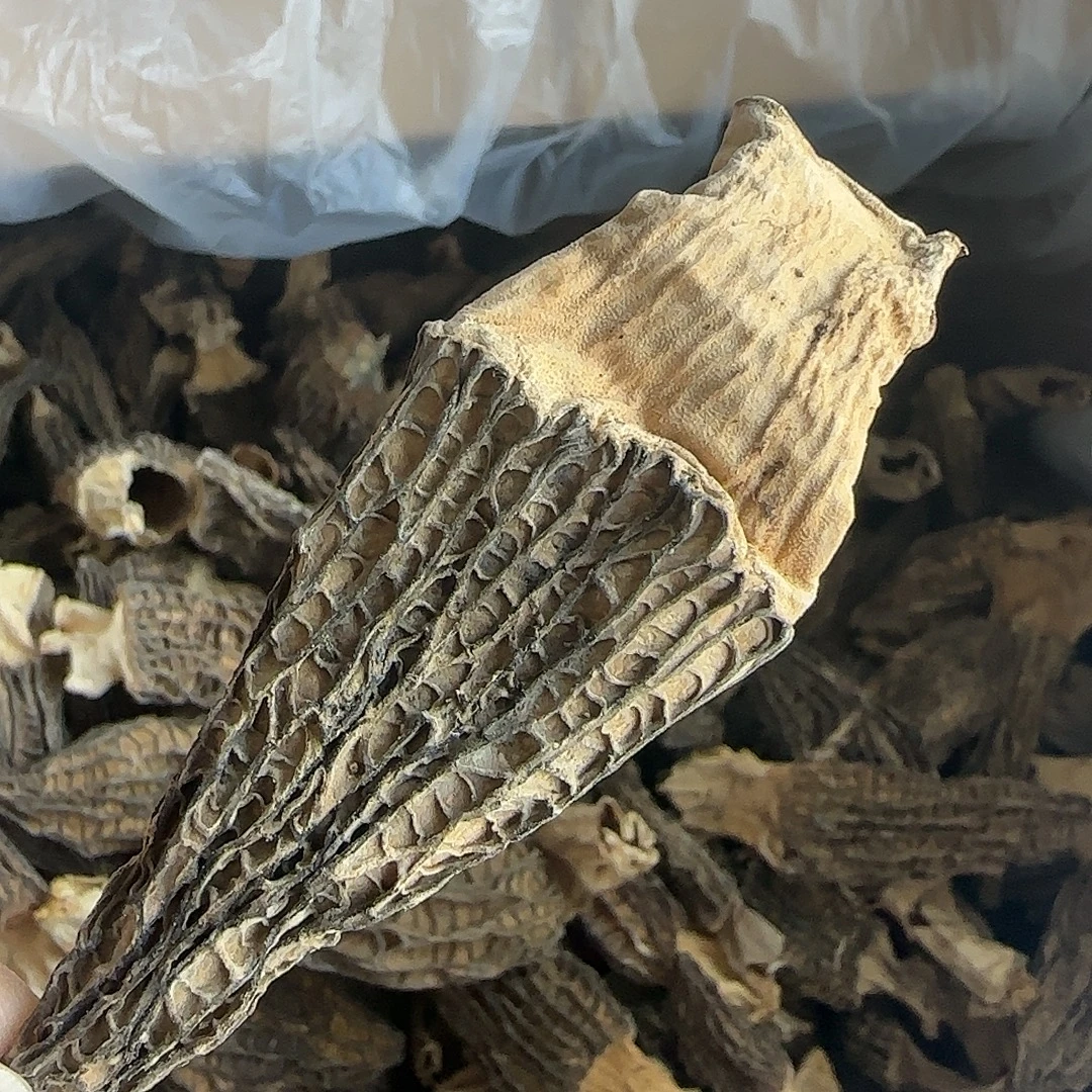 广东阳江发货  羊肚菌 250-500克 羊肚菌煲汤